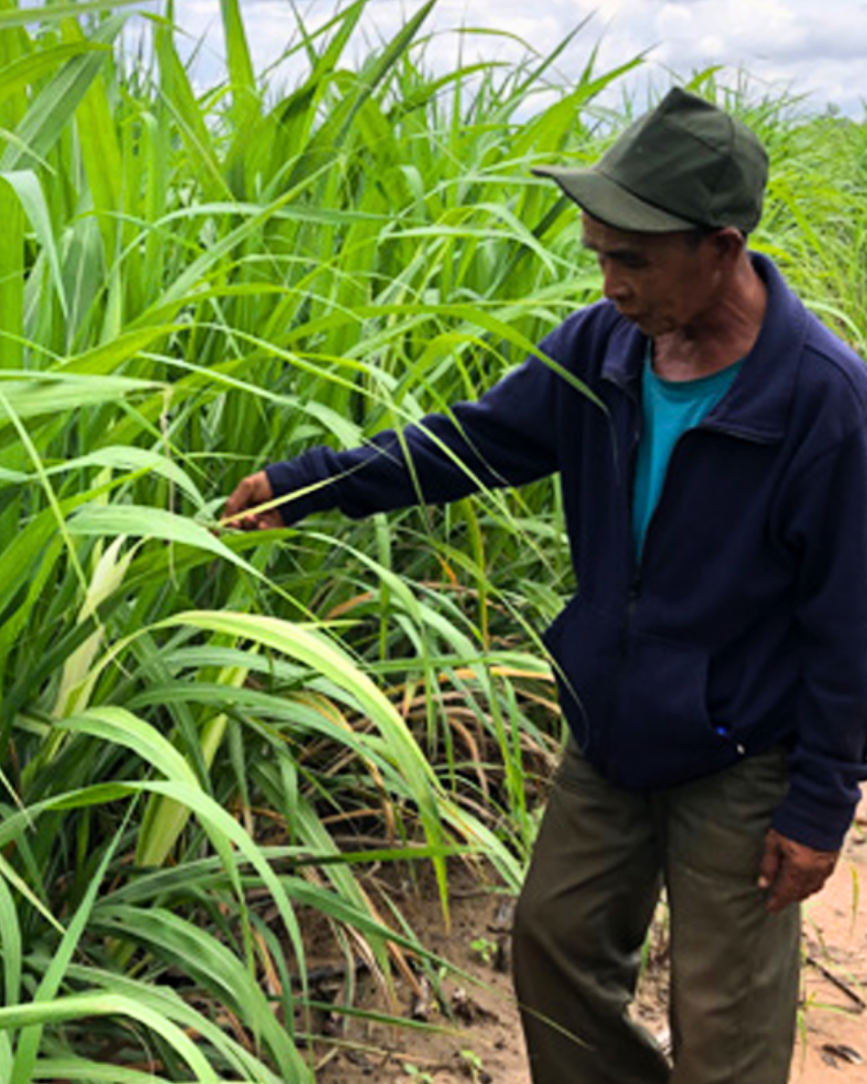 An organic farmer carefully inspecting sugarcane stalks in a lush field, checking for quality and natural growth before harvest