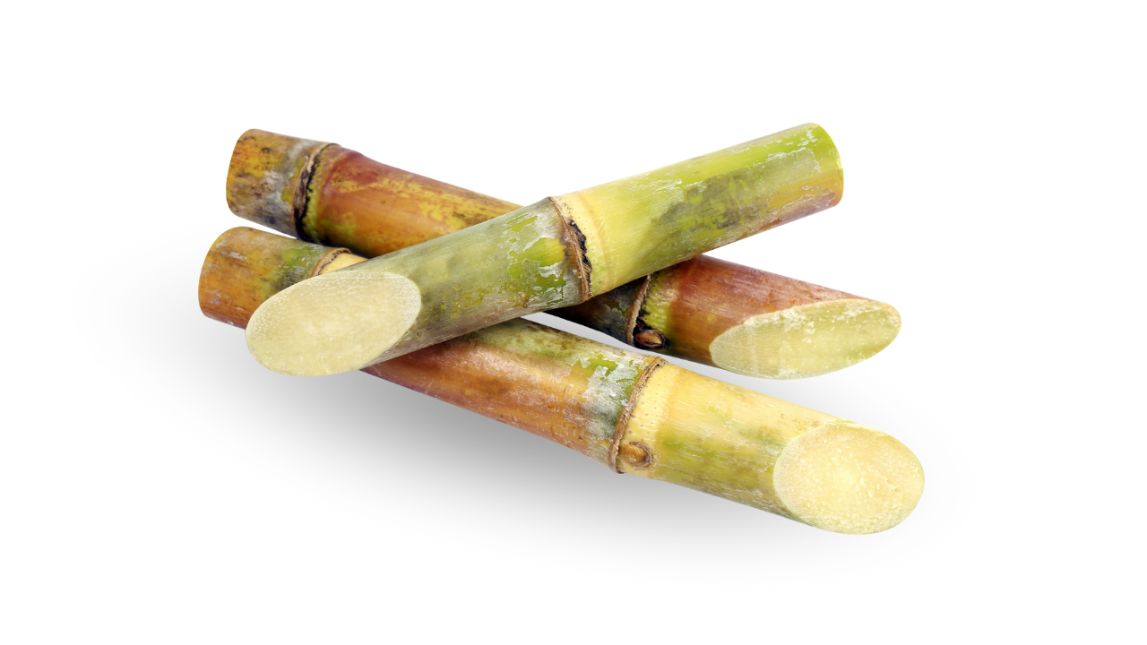 Three pieces of fresh organic sugarcane stalks