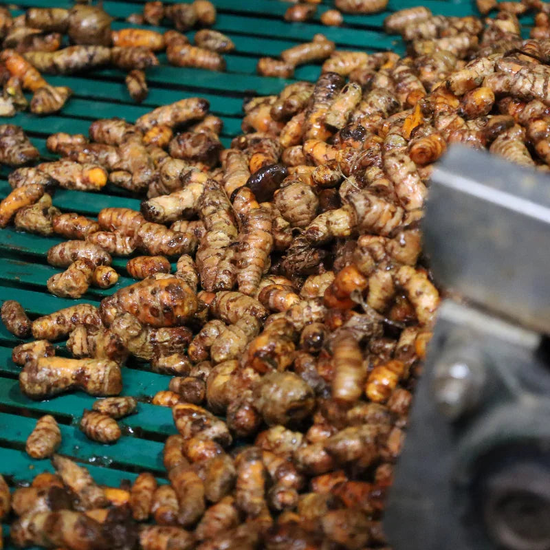 Close-up of fresh red turmeric roots being washed in clean water to reveal their vibrant, natural orange-red skin at Viet Haus.