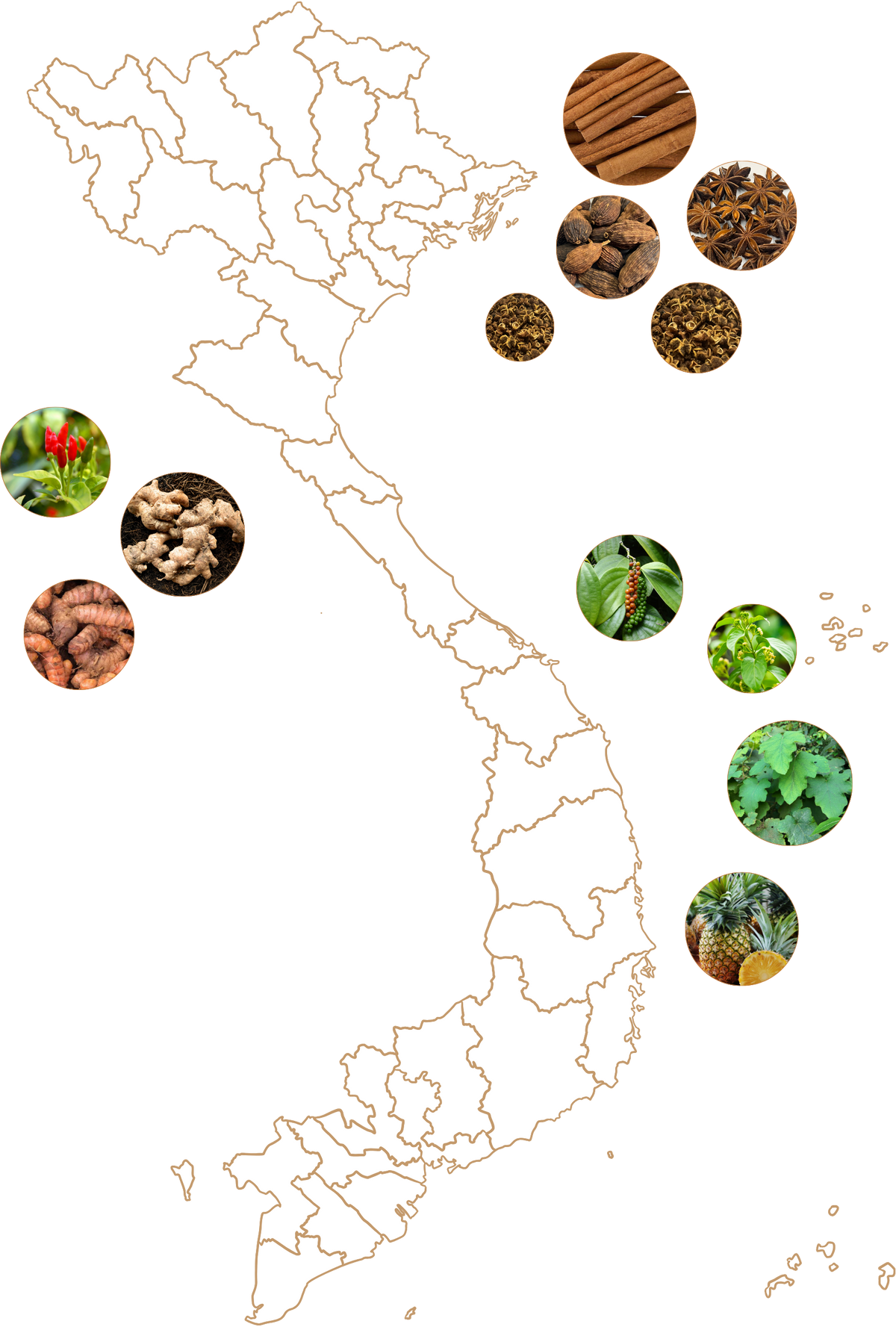 A stylized outline map of Vietnam on a white background, surrounded by circular inset photos of natural ingredients such as wood, bark, herbs, leaves, and fruits.